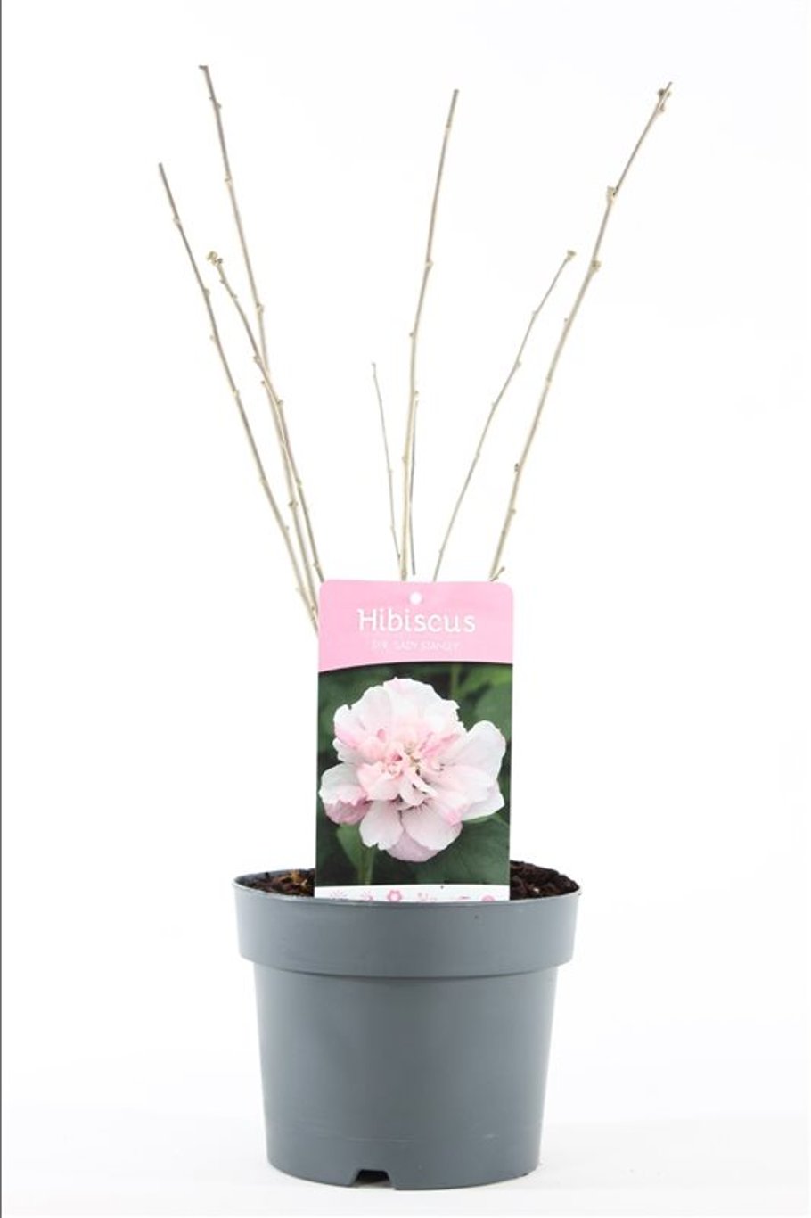 Hibiscus syr. 'Lady Stanley' - C3